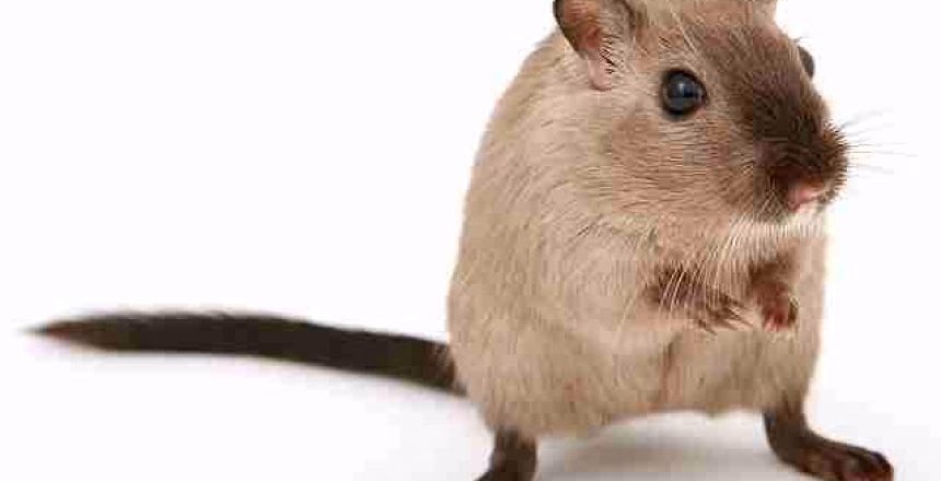Gilston Waste Management - pest_Control_for_Gilston_Waste-1